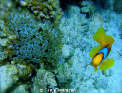 Anemone fish in Marsa Alam, Egypt by Tanja Hofmann 